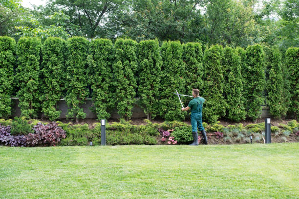 Best Arborist Consultation Services  in Pekin, IL