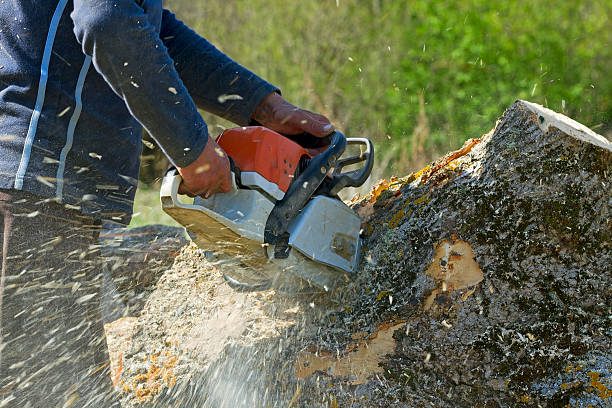 Best Tree Maintenance Programs  in Pekin, IL